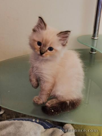 adoption magnifiques chaton Ragdoll âgés de 3 mois.