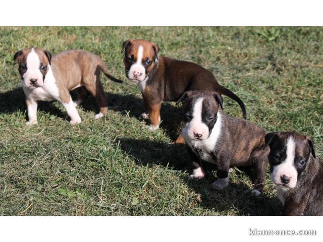 chiot American staffordshire terrier trois mois