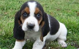 chiot chiot basset hound trois mois