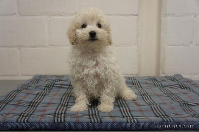 chiot bichon frise trois mois