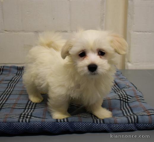 chiot bichon maltais trois mois