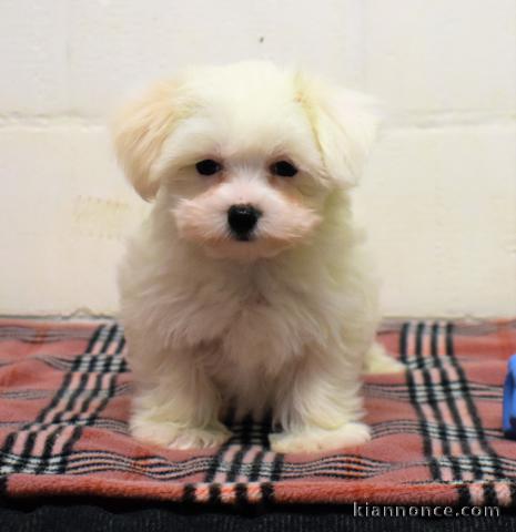 chiot bichon maltais trois mois