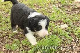 chiot border collie trois mois