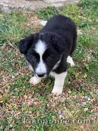 chiot border collie trois mois