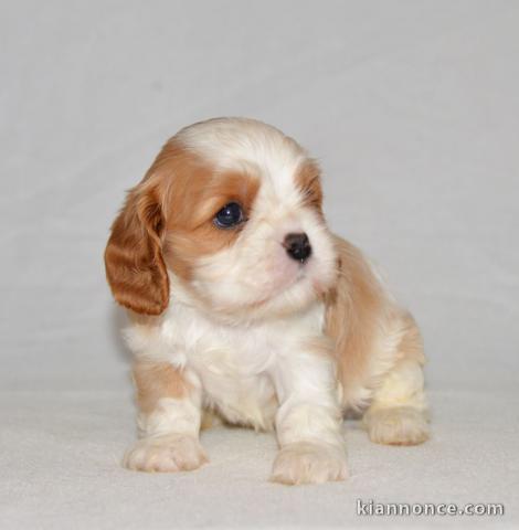 Chiots cavalier king charles femelle blenheim à donner