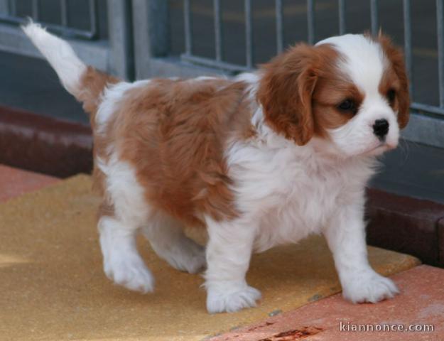 Chiots cavalier king charles femelle blenheim à donner