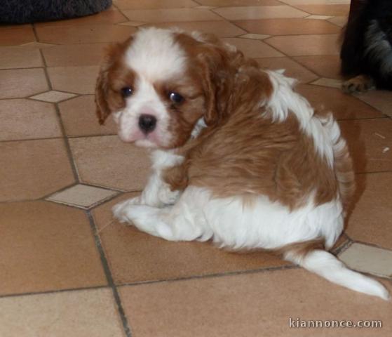 Chiots cavalier king charles femelle blenheim à donner