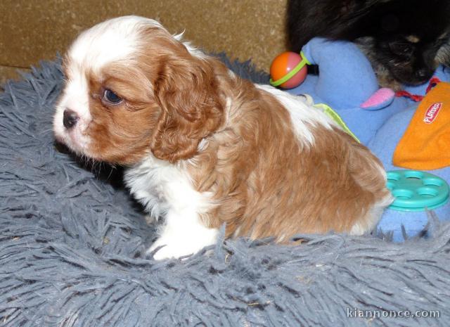 Chiots cavalier king charles femelle blenheim à donner