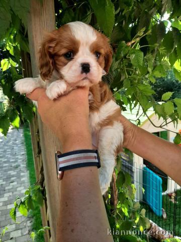 Chiots cavalier king charles femelle blenheim à donner