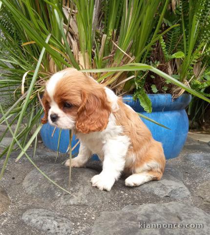 Chiots cavalier king charles femelle blenheim à donner