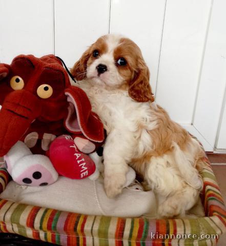 Chiots cavalier king charles femelle blenheim à donner