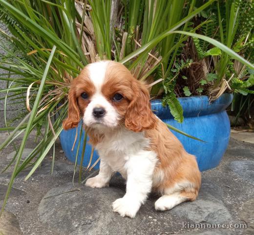 Chiots cavalier king charles femelle blenheim à donner