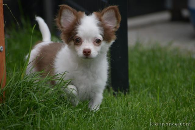 Je cèdes chiot femelle chihuahua blanc crème