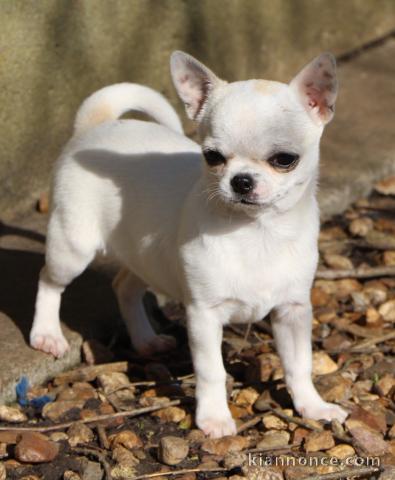 Je cèdes chiot femelle chihuahua blanc crème