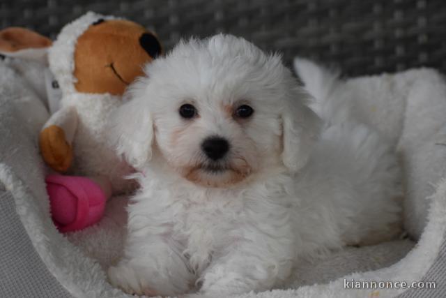 CHIOT BICHON MALTAIS femelle & mâle disponible de suite