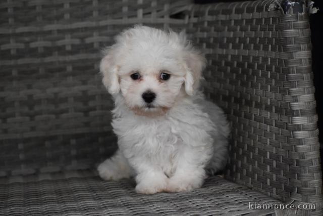 A donnez chiot bichon maltais femelle