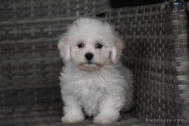 A donnez chiot bichon maltais femelle