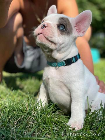 Bouledogue français pour adoption