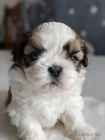 Donnes chiot shih tzu femelle non inscrit au lof