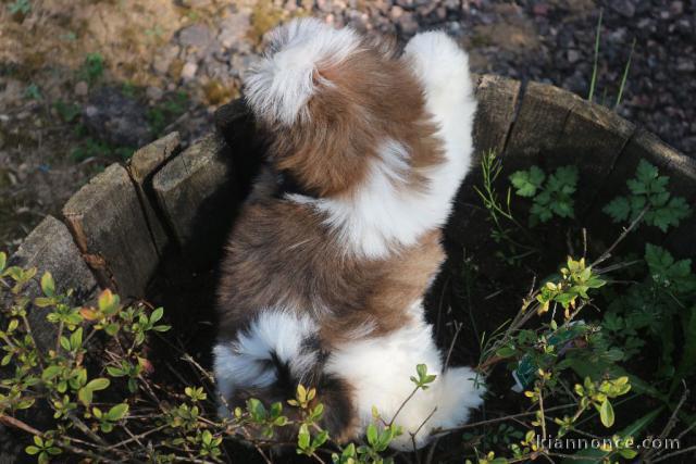 Donnes chiot shih tzu femelle non inscrit au lof