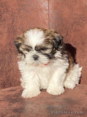 Donnes chiot shih tzu femelle non inscrit au lof