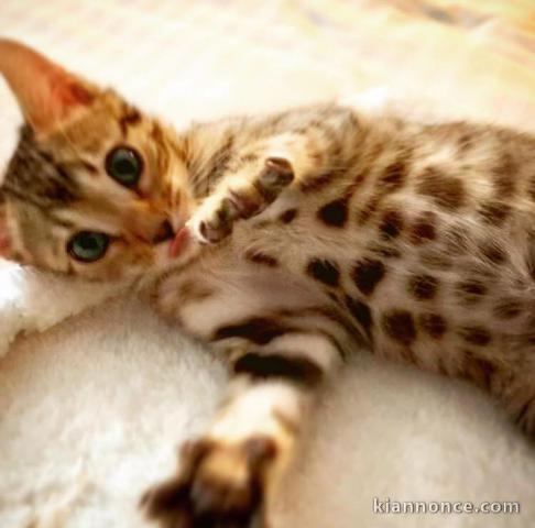 Chaton a donner bengal