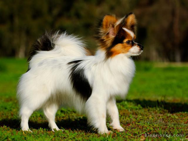 Chiots Papillon Prêts pour la nouvelle maison