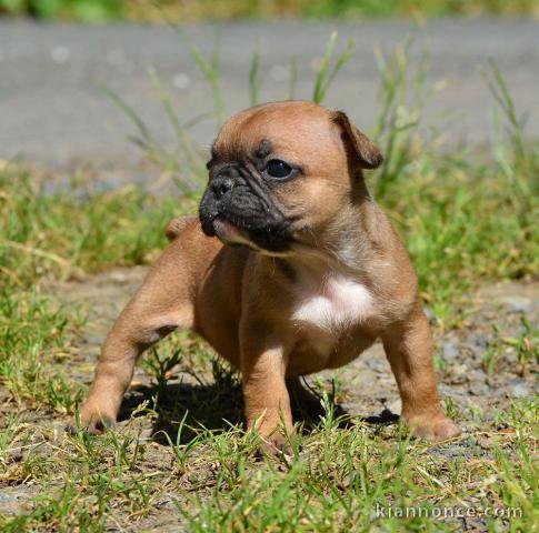 A donner magnifique Bouledogue français