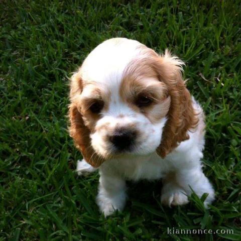 CHIOTS COCKER SPANIEL ANGLAIS