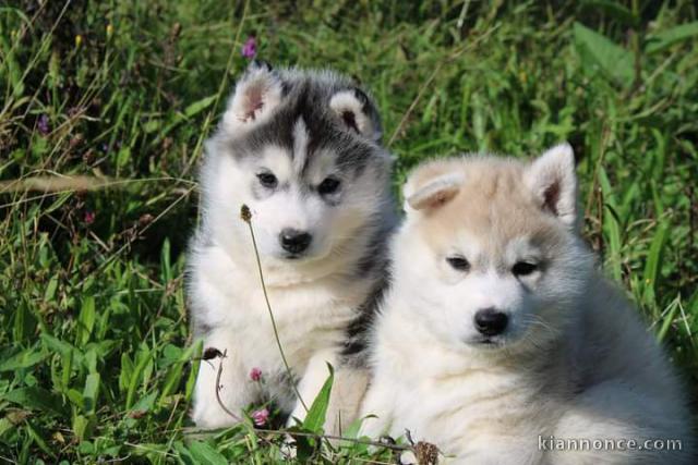 Disponible de suite des magnifiques husky de Sibérie