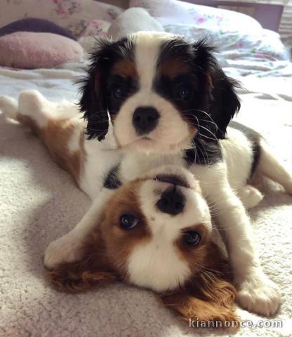 Cavalier king-charles à donner