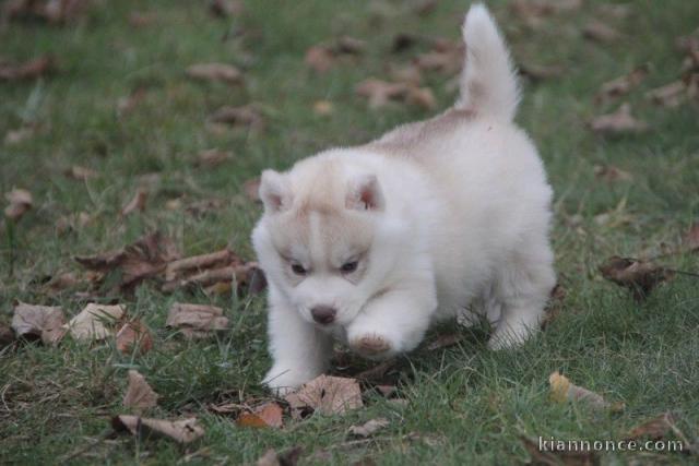 A donné magnifique chiot sibérien husky