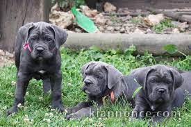 chiot cane corso masstiff trois mois