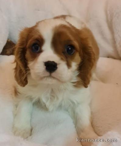 Chiots de type Cavalier King Charles lof