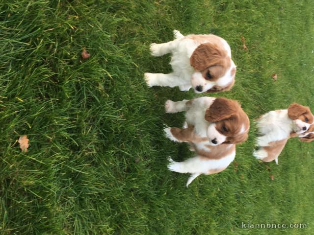 Chiots de type Cavalier King Charles lof