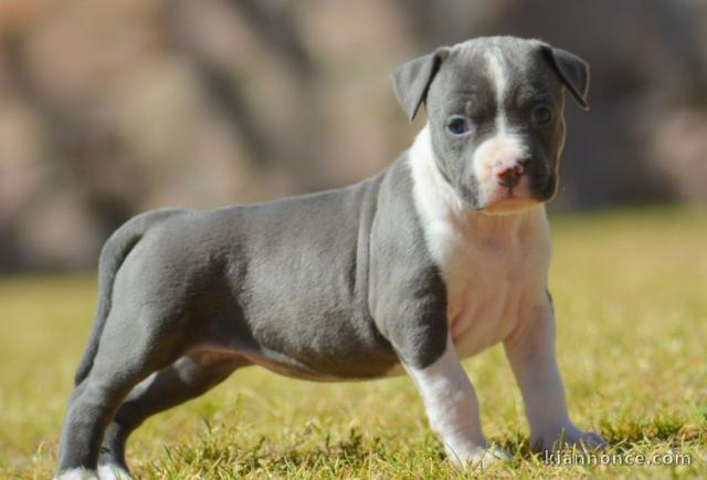 Adoption chiot American Staffordshire Terrier