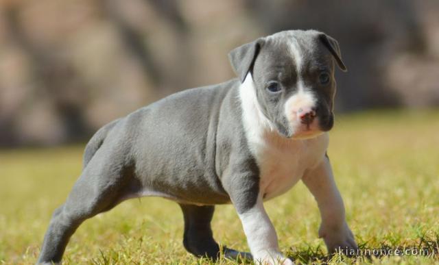 Adoption chiot American Staffordshire Terrier