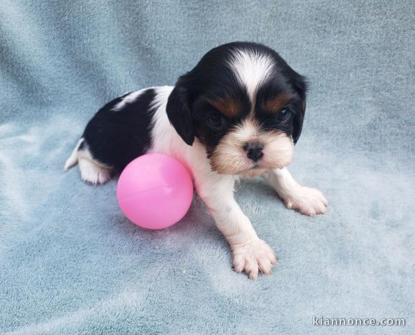 Chiots de type Cavalier king Charles lof