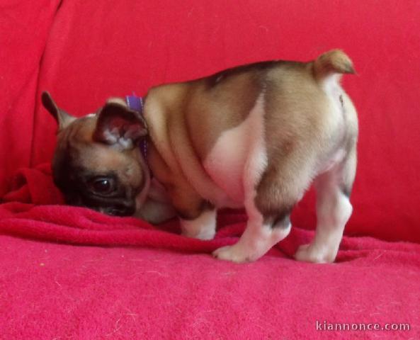 Chiots bouledogue français