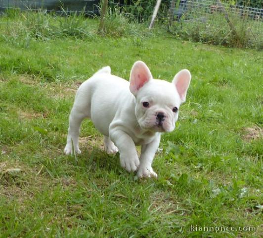 Chiots bouledogue français disponible