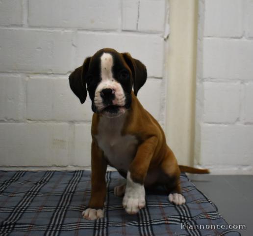 chiot boxer trois mois