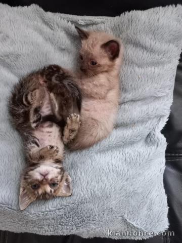 Donne deux chatons frère et sœur sur Perpignan.