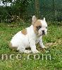 Chiot bouledogue français disponible