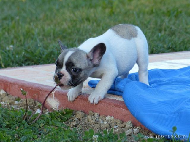  Adorable chiot bouledogue Français à DONNER