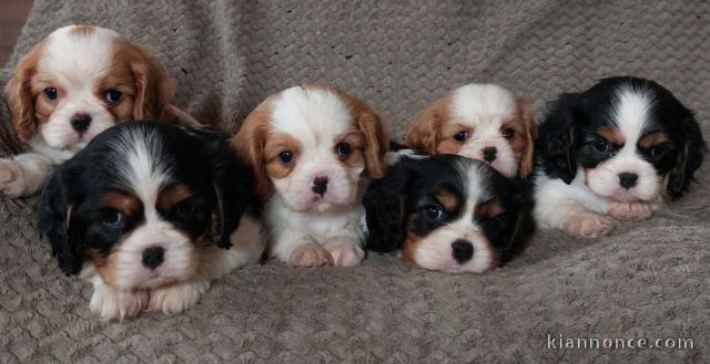 Chiots de type Cavalier King Charles lof