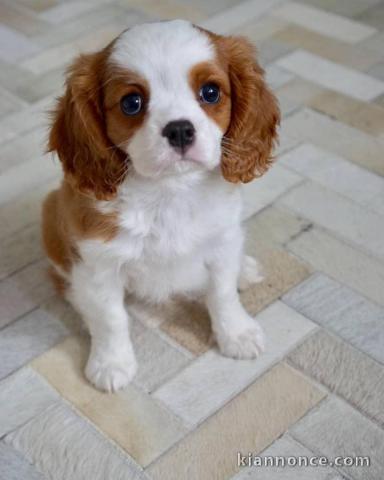 Manifique king cavalier charles femelle