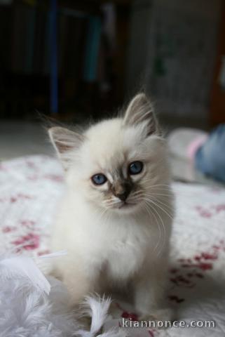 Adorables chatons Sacre de Birmanie 