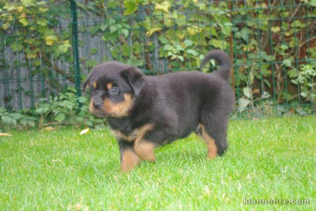 Magnifique chiots Rottweiler lof