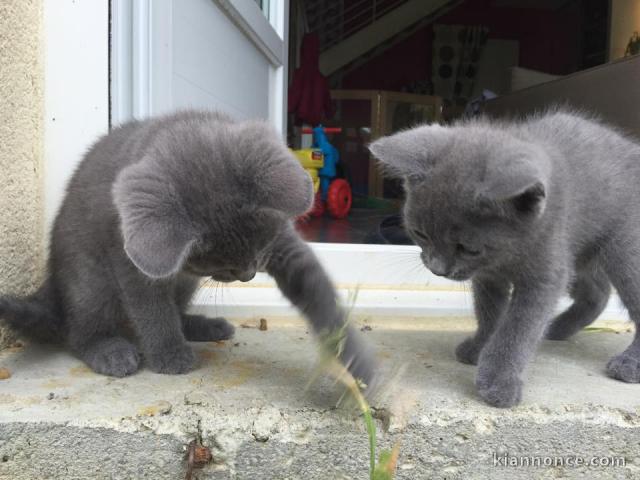 Adorables chatons Chartreux