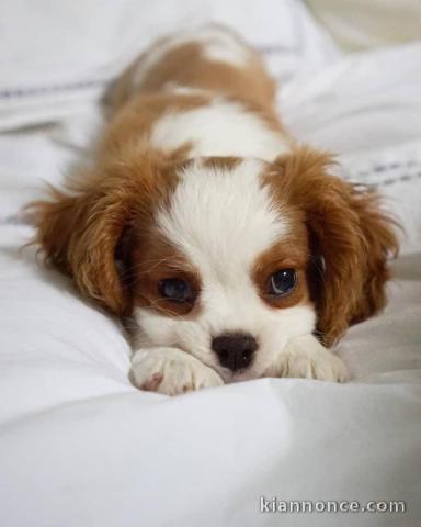 Magnifique chiot King cavalier charles